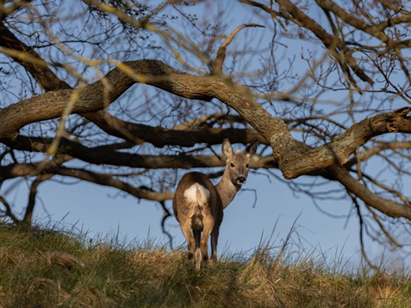 /-/media/images/duinen/excursies-duinen/excursies-800x600-reeenroute.jpg