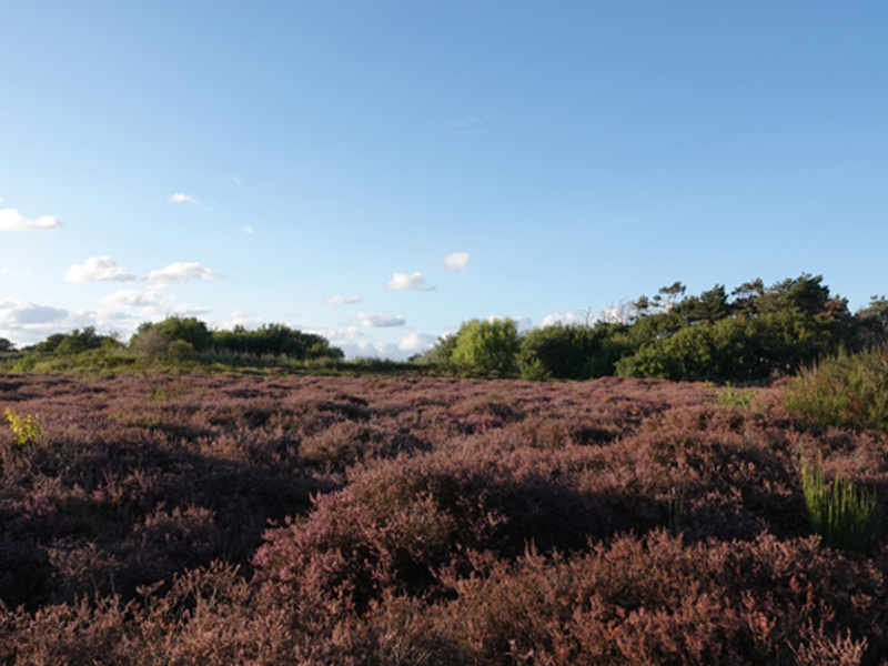 /-/media/images/duinen/excursies-duinen/excursies-800x600-solleveld.jpg