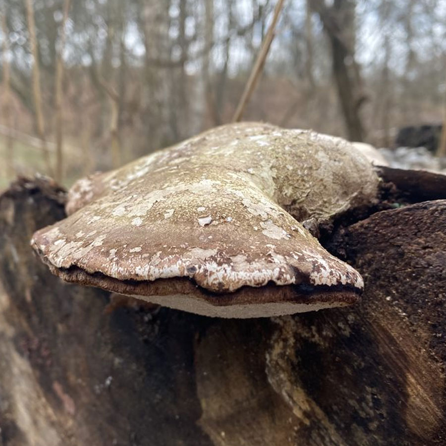 Paddenstoel op boomstam