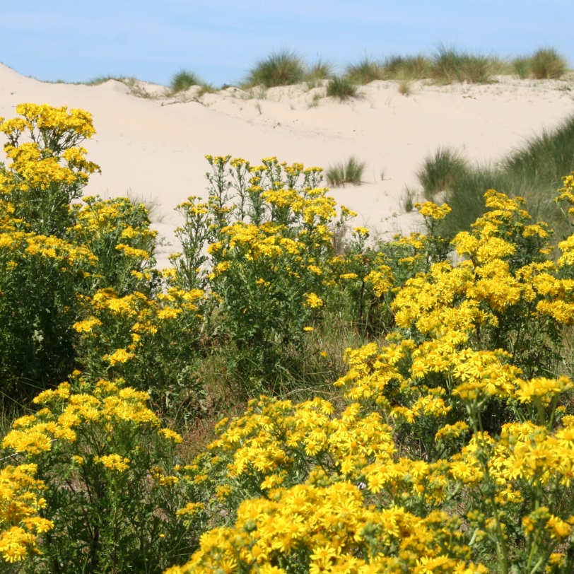 Prachtige flora in het duin