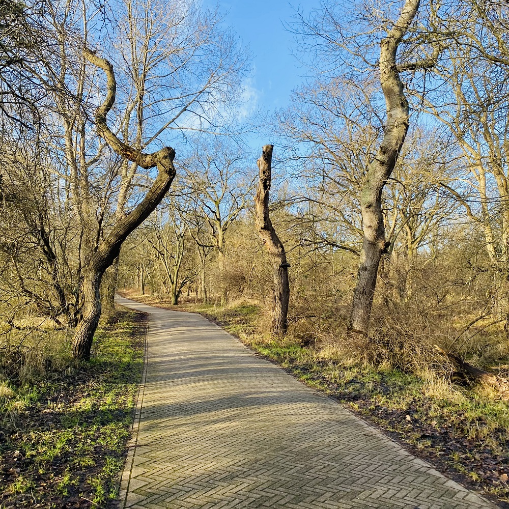 Bomen zonder boomtoppen