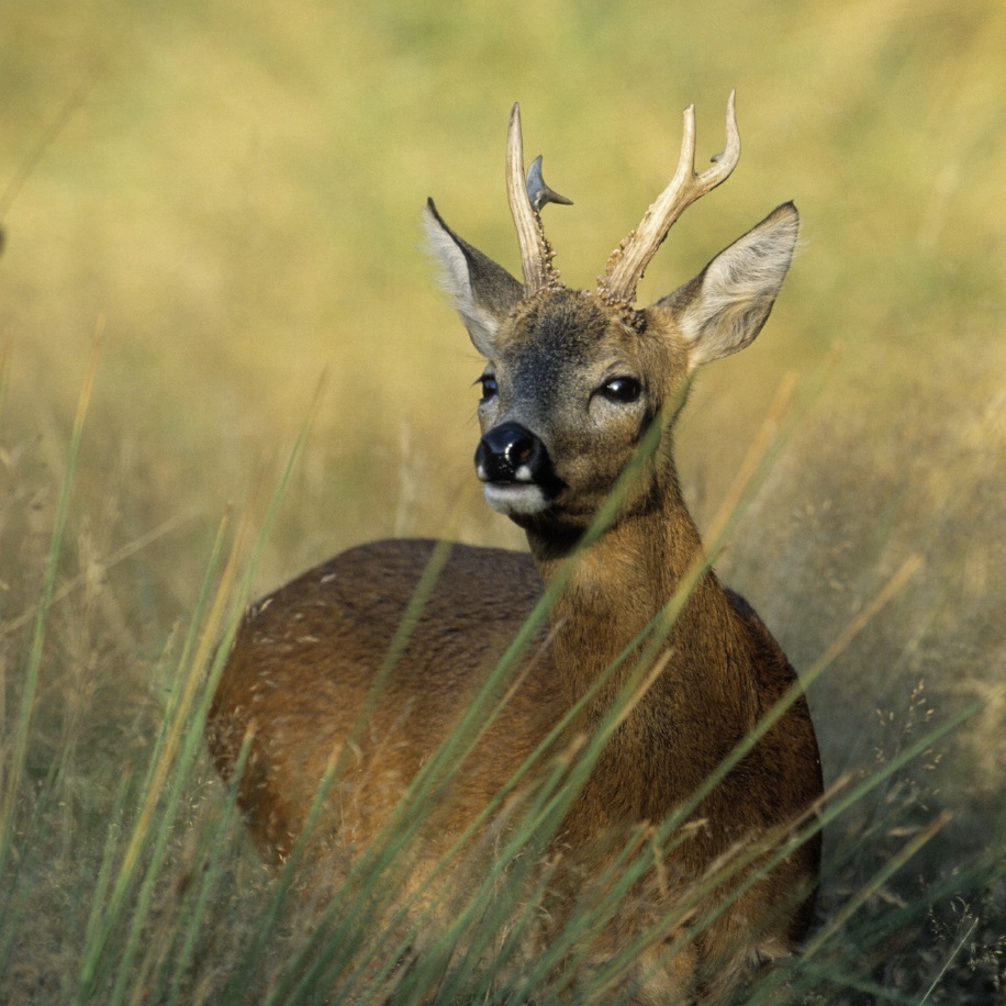 Ree in de duinen