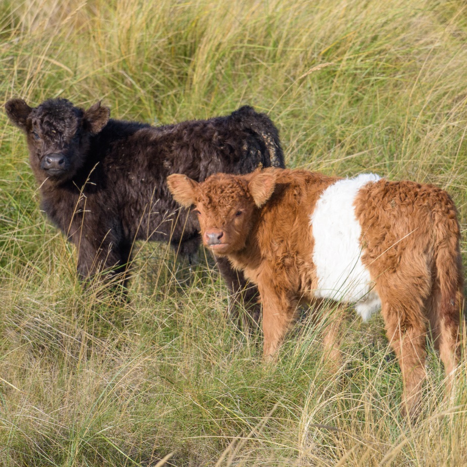 Kalfjes in de duinen