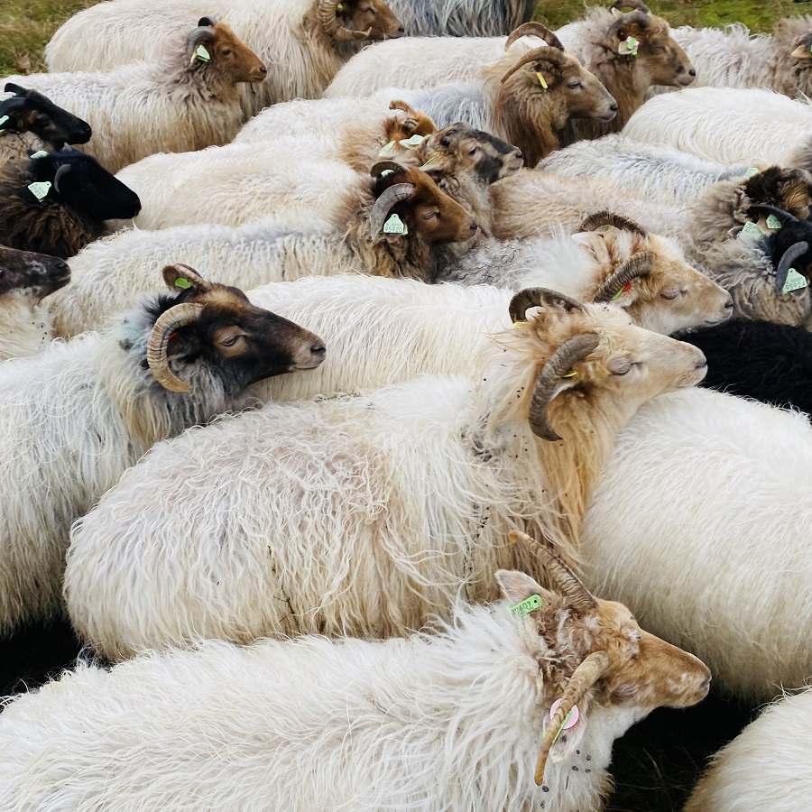 Schapen in de duinen