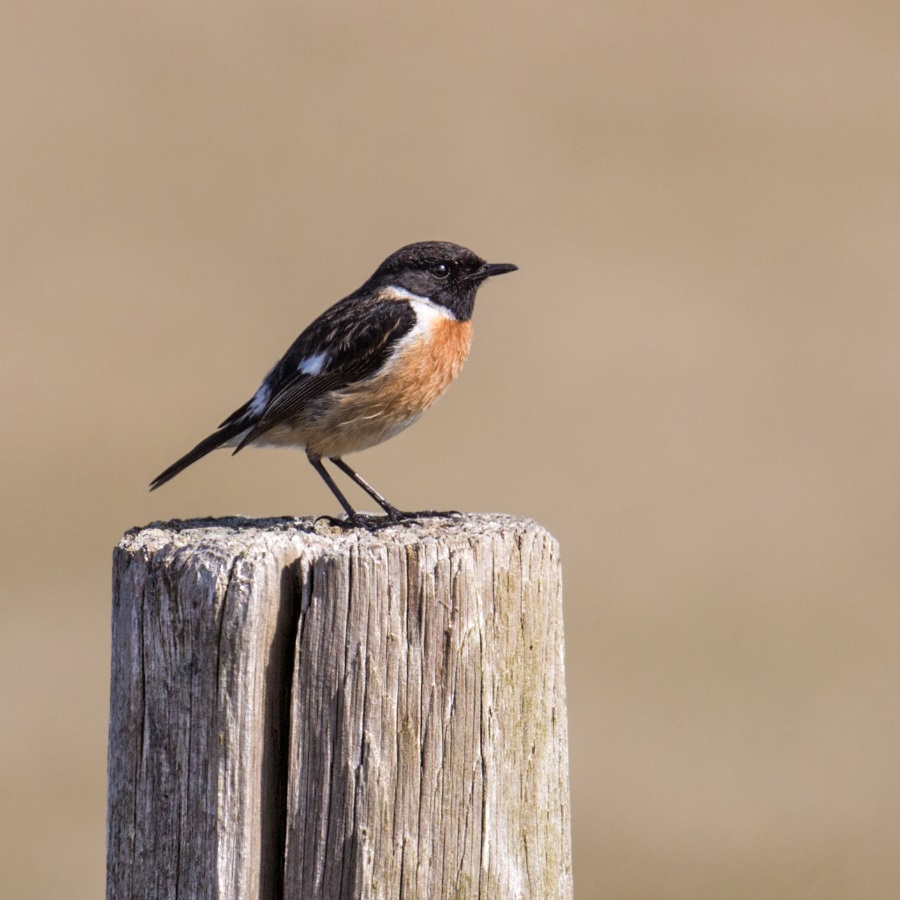 Vogel broedseizoen Solleveld