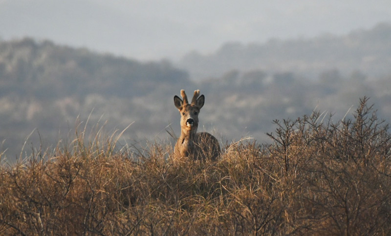 /-/media/images/duinen/excursie-ree-dunea.jpg