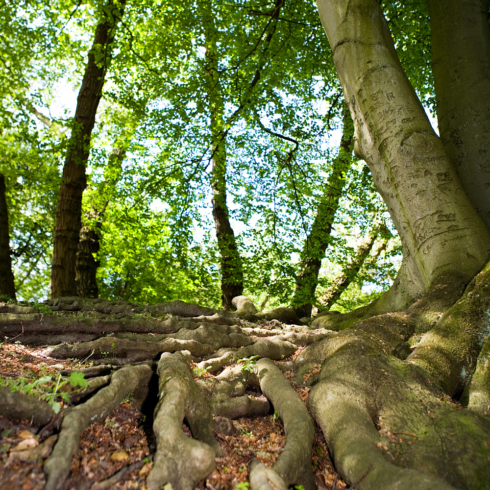 Duinen bomen