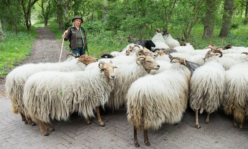 /-/media/images/duinen/mee-met-de-schaapherder.jpg