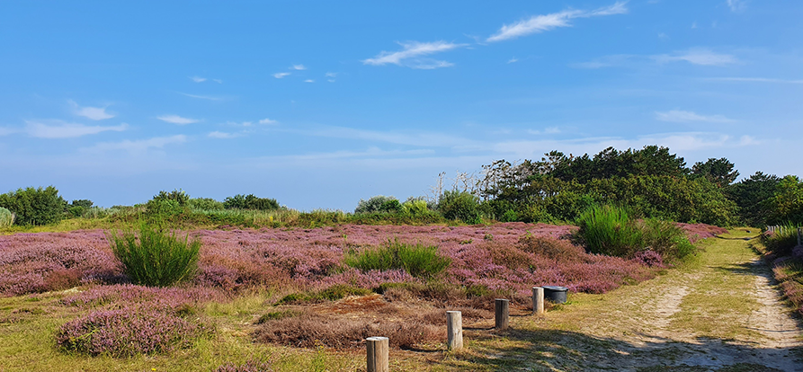 /-/media/images/duinen/solleveld-mobiel-website.ashx