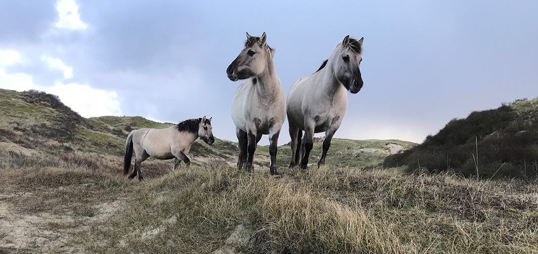 /-/media/images/duinen/zhl-bierlap.jpg