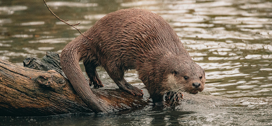 /-/media/images/nieuws/2024/otter-mobiel-davidselbert.ashx