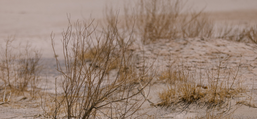 /-/media/images/nieuws/2026/header-mobiel---droogte.png