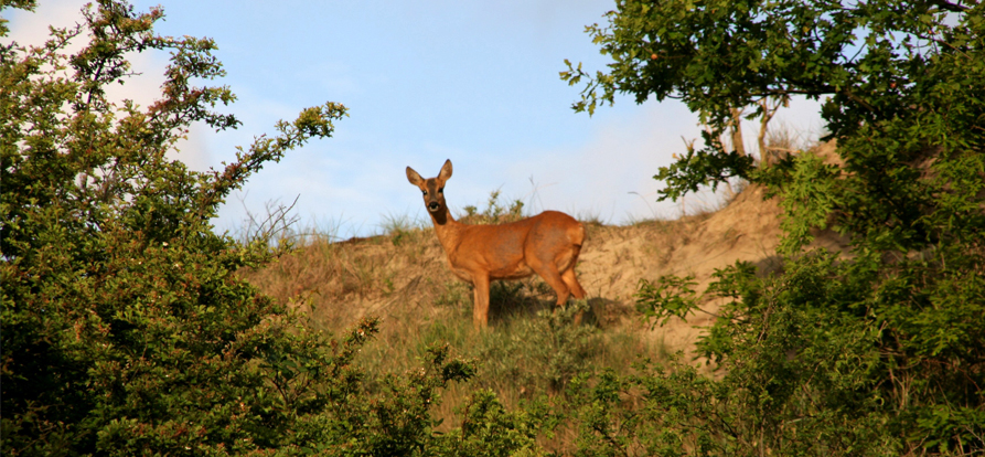 /-/media/images/nieuwsbrieven/juni-2021/ree-in-de-duinen-mobile.jpg