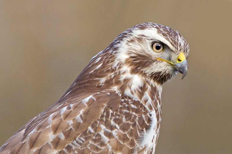 Buizerd