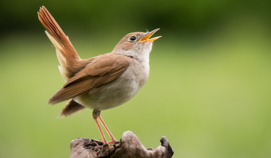 Afbeelding Nachtegaal